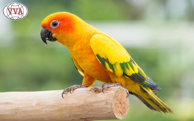 Hình 8: Vẹt Sun Conure 